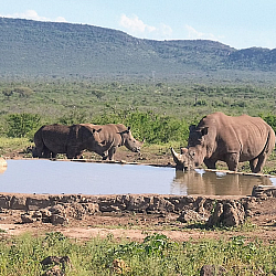 Big 5 Rhinos
