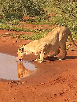 Lioness Quinching her thirst