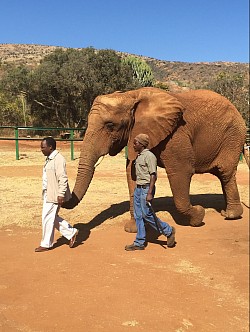 Elephant Walking